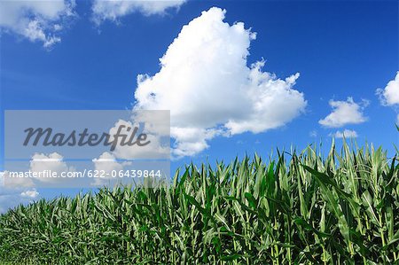 Cornfield and blue sky with clouds, Hokkaido