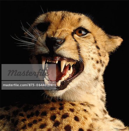 Portrait of Cheetah Snarling