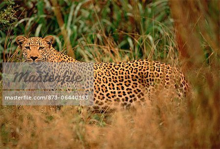 Portrait of Leopard in Long Grass Portrait of Leopard in Long Grass