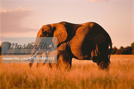 Elephant with Calf Elephant with Calf