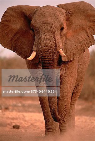 Portrait de taureau d'éléphant africain