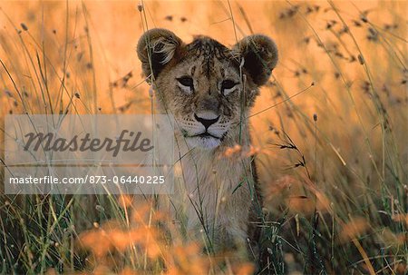 Portrait de Lion Cub herbes hautes