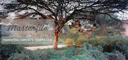 Acacia arbres Tanzanie