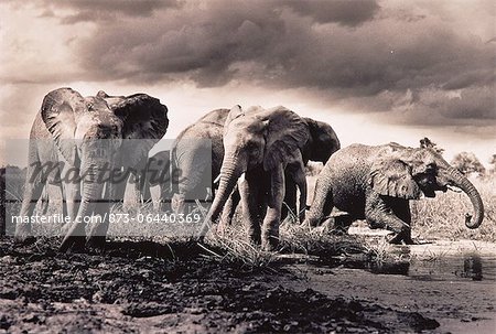 Troupeau d'éléphants passage rivière