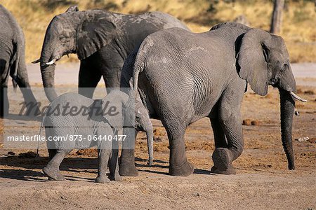 Elefanten und Kalb Savuti Region in der Nähe von Botswana Chobe Nationalpark