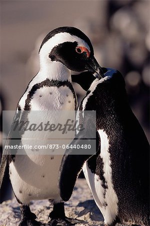 Porträt von Jackass Pinguine Vera Duss Island, Cape Agulhas Western Cape, Südafrika