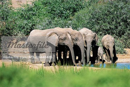 African Elephants at Waterhole Addo Elephant National Park Eastern Cape, South Africa