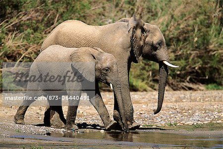 African Elephant Mother and Calf At Waterhole Africa African Elephant Mother and Calf At Waterhole Africa