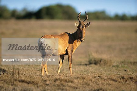 Rouge bubale Addo Elephant National Park Eastern Cape, Afrique du Sud