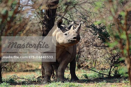 Rhinocéros noirs près d'arbres Afrique