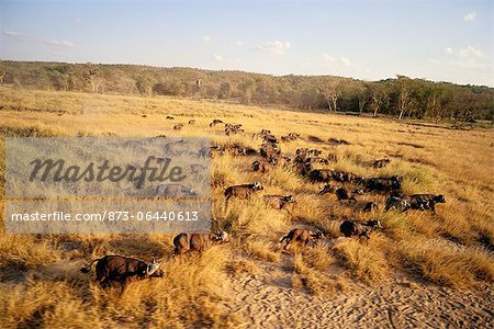 Buffalo Herd Kruger National Park Mpumalanga, South Africa