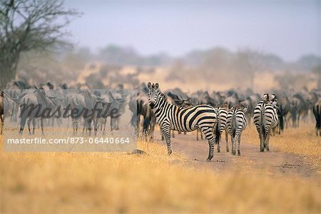 Herd of Wildebeest and Zebra