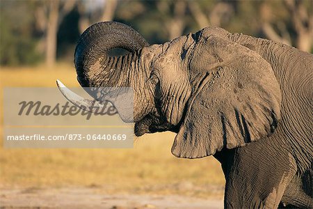 Elephant Drinking