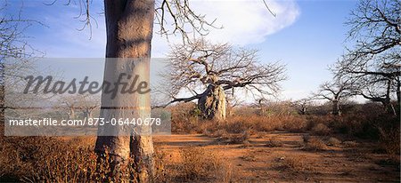 Baobab Trees in Landscape Tanzania