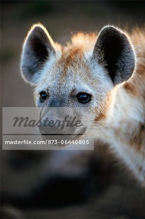 Hyène tachetée, Kruger National Park, Afrique du Sud