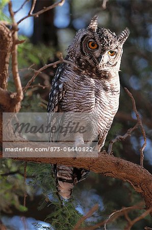 Spotted Eagle Owl