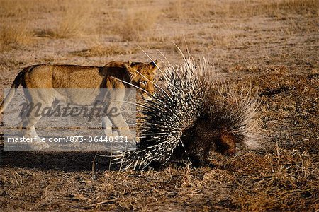 Lion Cub Investigating Porcupine
