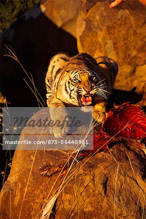 Tigre avec la proie, Karoo, Afrique du Sud