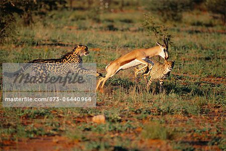 King Cheetahs Hunting An Impala