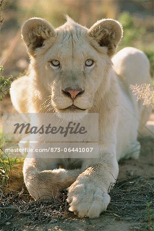 Portrait of White Lioness