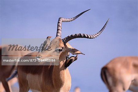 Tickbirds on Impala