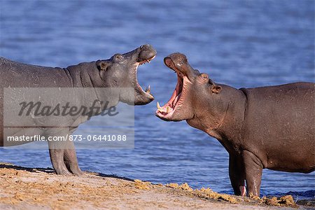Hippopotames combats