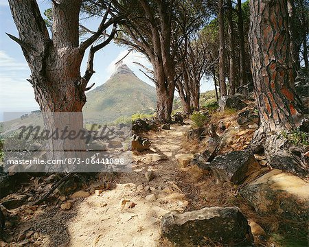 Chemin d'accès en forêt, sommet de la tête de Lion en arrière-plan, Cape Town, Western Cape, Afrique du Sud