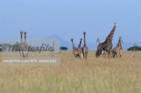 Groupe de girafe