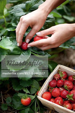 Young woman in strawberry field