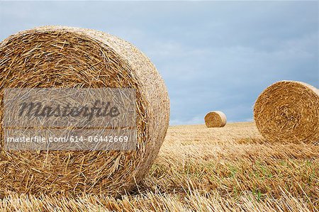 Hay bales in field, Dorset, England, United Kingdom