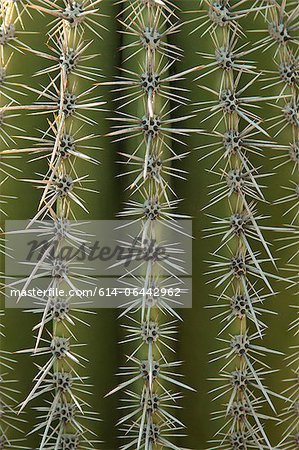 Close up of cactus surface