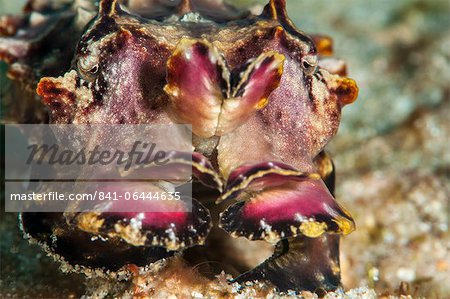 Seiche flamboyante (Metasepia pfefferi), Sulawesi, Indonésie, Asie du sud-est, Asie