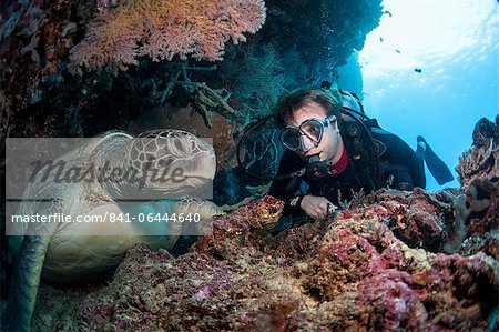 Hawksbill turtle (Eretmochelys imbricata) and diver, Sulawesi, Indonesia, Southeast Asia, Asia