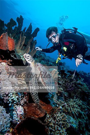 Plongeur et la tortue verte (Chelonia mydas), Sulawesi (Indonésie), Asie du sud-est, Asie