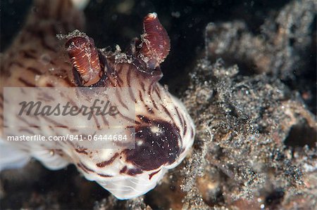 Jorunna rubescens nudibranch, Sulawesi, Indonesia, Southeast Asia, Asia