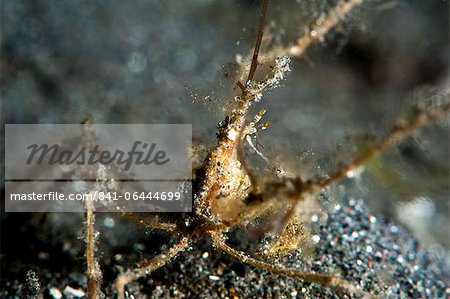 Spider crab (Acheus japonicus), Sulawesi, Indonesia, Southeast Asia, Asia