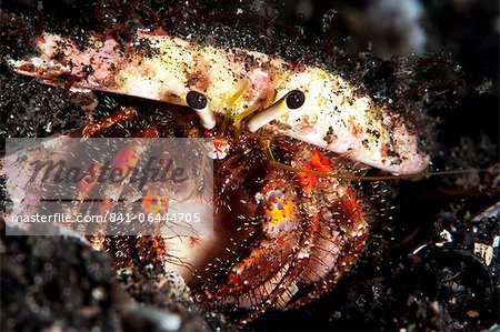 Hermit crab (Clibanarius seurati), Sulawesi, Indonesia, Southeast Asia, Asia