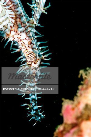 Ornate ghostpipefish (Solenostomus paradoxus) female, Sulawesi, Indonesia, Southeast Asia, Asia