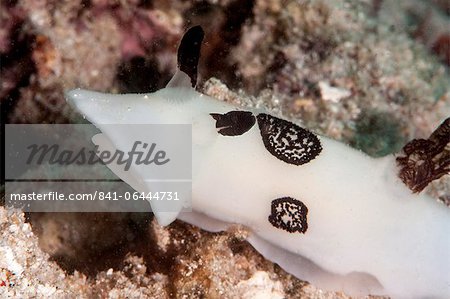 Nudibranch (Jorunna funebris), Sulawesi, Indonesia, Southeast Asia, Asia