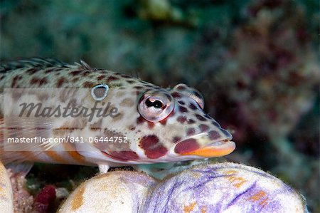 Java sandperch (Parapercis xanthozona), unusual for Sulawesi, as normally only found in waters off Java and Bali, Sulawesi, Indonesia, Southeast Asia, Asia