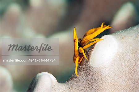 Elegant squat lobster (Allogalathea elegans), Sulawesi, Indonesia, Southeast Asia, Asia
