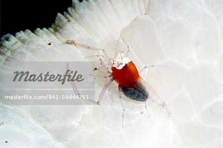 Crevettes commensales (Periclimenes kororensis), Sulawesi (Indonésie), Asie du sud-est, Asie