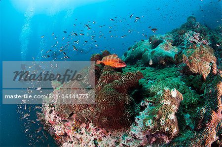 Grouper at Chumporn Pinnacle, Thailand, Southeast Asia, Asia