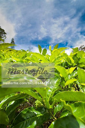 Tea plantation close up in Cameron Highlands, Malaysia, Southeast Asia, Asia