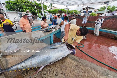 Marché aux poissons locaux, Puerto Ayora, Santa Cruz Island, archipel des îles Galapagos, Equateur, Amérique du Sud