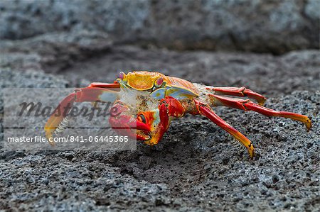 Sally lightfoot crabe (Grapsus grapsus), l'Île Fernandina, îles Galápagos, UNESCO World Heritage Site (Equateur), Amérique du Sud