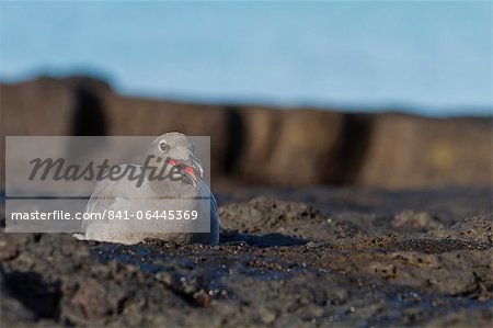 Lava gull (leucophaeus fuliginosus), Cerro Brujo, San Cristobal Island, Galapagos Islands, UNESCO World Heritage Site, Ecuador, South America