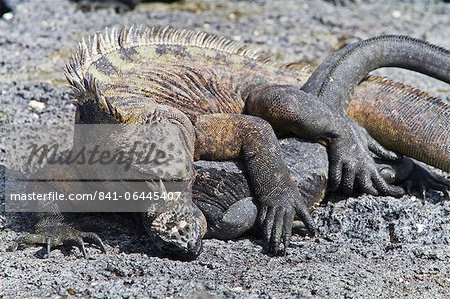 Galapagos marine iguana (Amblyrhynchus cristatus), Fernandina Island, Galapagos Islands, UNESCO World Heritage Site, Ecuador, South America