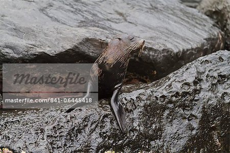 Galapagos fur seal (Arctocephalus galapagoensis), Isabela Island, Galapagos Islands, UNESCO World Heritage Site, Ecuador, South America