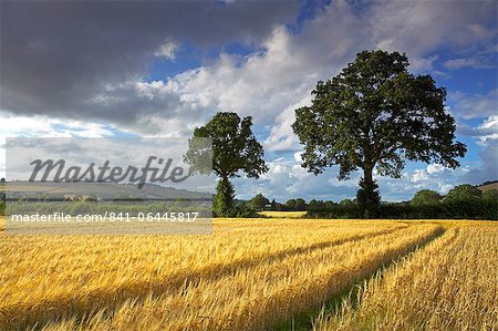 Cornfields, Exe Valley, Devon, England, United Kingdom, Europe